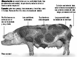 pieza gochu asturcelta